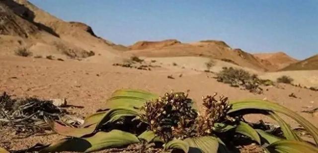 最孤独的植物百岁兰，寿命长达两千年，却找不到任何亲戚