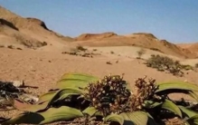 最孤独的植物百岁兰，寿命长达两千年，却找不到任何亲戚