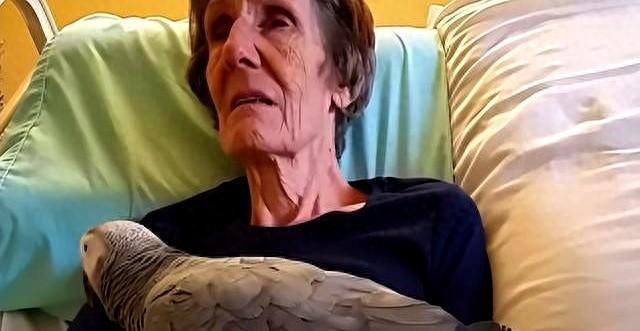 享年55岁世界最老鹦鹉,临终前对主人说了2个字,主人瞬间泪崩