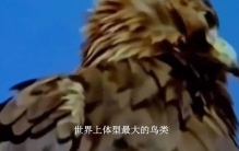 惊艳！世界上体型最大的鸟类，震撼的自然之美！世界上体型...