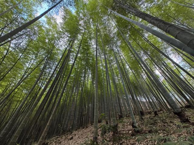 从小城竹林到全球市场:中国“以竹代塑”助推绿色产业发展