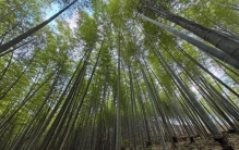 从小城竹林到全球市场：中国“以竹代塑”助推绿色产业发展