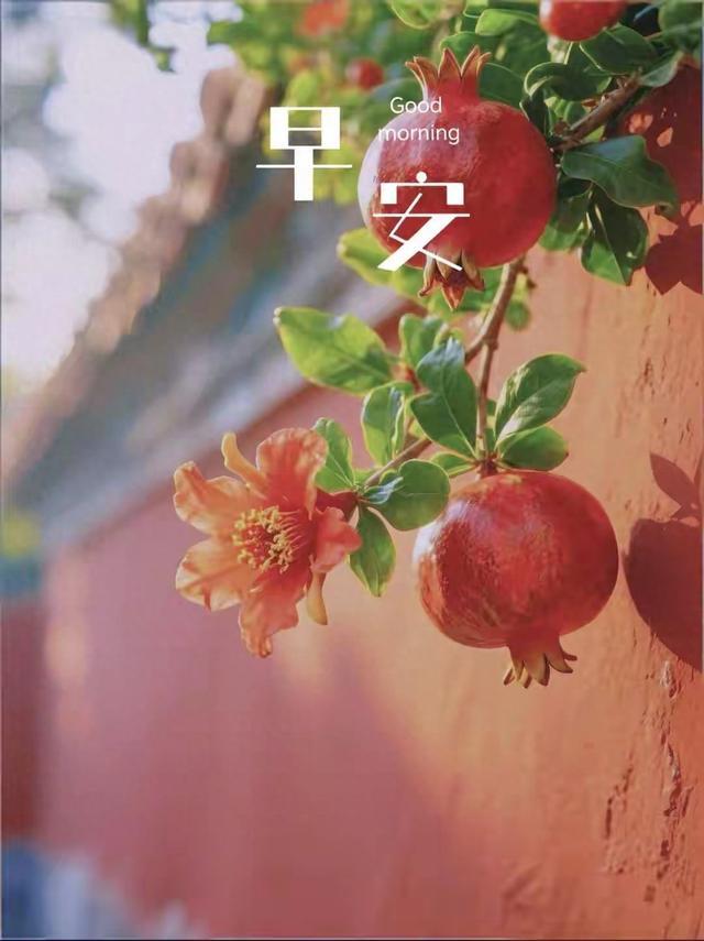 石榴是最懂生活的植物