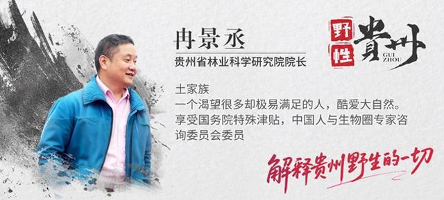 野性贵州 有问必答丨这棵树会“笑”，一“笑”就是满树繁花