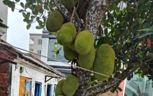 海南热带水果系列（二）：菠萝蜜，世界最重水果，怎么开才不粘手