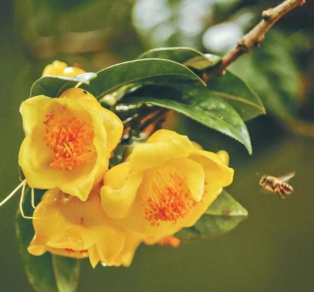 公认“最有价值”的花，人称植物人参，曾价值不菲，很多人没见过