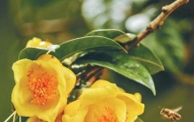 公认“最有价值”的花，人称植物人参，曾价值不菲，很多人没见过