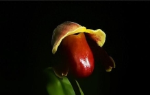 植物征名天花板：“炸糊的花生米戴黄帽”凭啥拿第一？