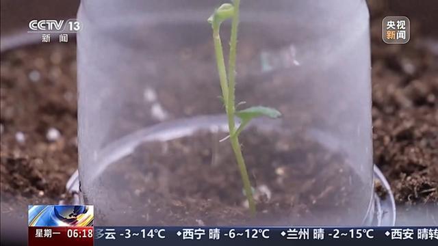 验证生命韧性破蛹展翅 “太空蝴蝶”如何成功实现羽化奇迹?