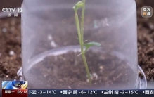 验证生命韧性破蛹展翅 “太空蝴蝶”如何成功实现羽化奇迹？