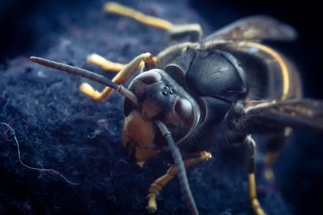 你见过哪些原始部落的奇特习俗