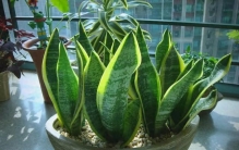 超好养的10种绿植，第一名居然是它！绿萝只能排倒数！