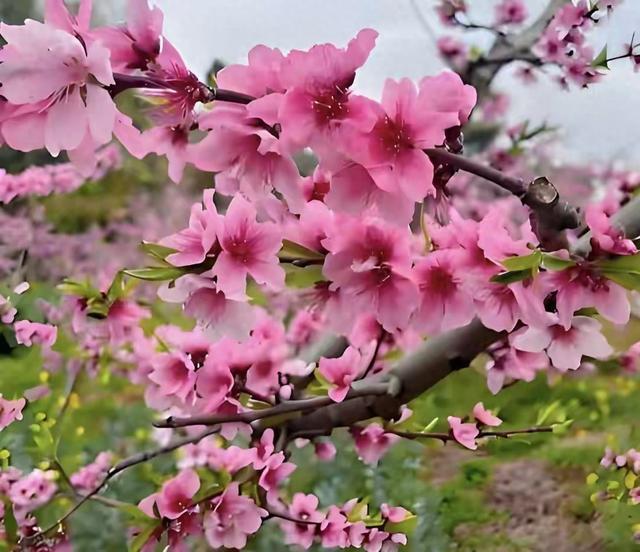 别在爱里当个“舔狗”,学学植物,安静才是顶级诱惑