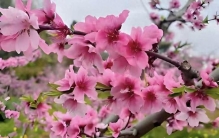 别在爱里当个“舔狗”，学学植物，安静才是顶级诱惑