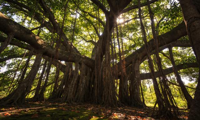 雨林里最虚伪的“佛系”植物,杀人于无形还立牌坊