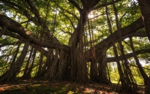 雨林里最虚伪的“佛系”植物，杀人于无形还立牌坊