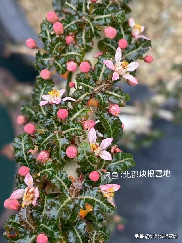 娜娜乳香：“会变色的活宝石”，竟是植物圈隐藏的硬通货？