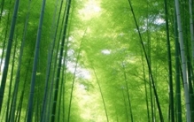 竹子到底是草还是树？揭秘世界上最高大的“草”！