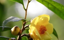 我国独有的“一级保护植物”，比黄金还耀眼，比海参还有营养