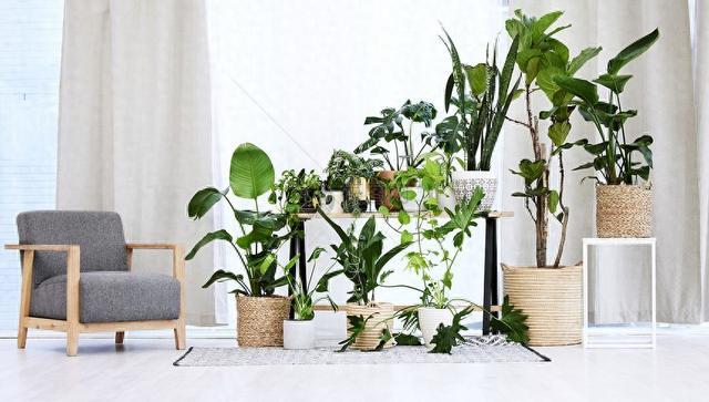 养花杀手福音！这10种植物，想养死都难