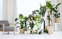 养花杀手福音！这10种植物，想养死都难