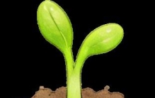 一堂来自植物的大师课