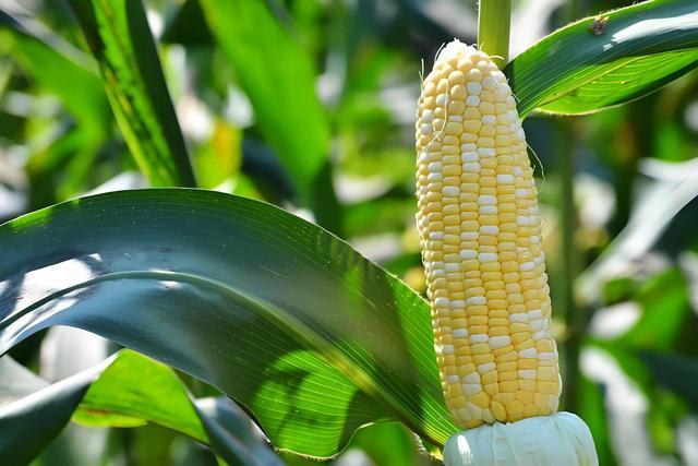 关于玉米的15条冷知识