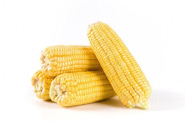 玉米:从美洲神草到养活世界的黄金作物