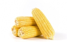 玉米：从美洲神草到养活世界的黄金作物