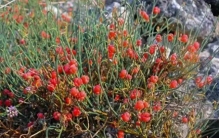 植物科普29:麻黄