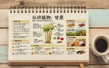 认识植物：第六十九讲 甘蔗