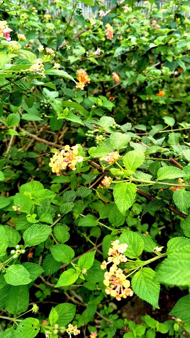 南国植物—马樱丹