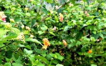 南国植物—马樱丹