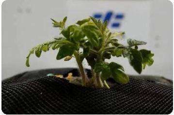 标题：解码植物“生命之书” 中国启动“植物星球计划”