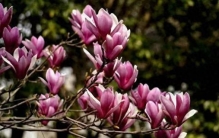 花比叶急的植物玉兰、腊梅、迎春它们为啥敢在光秃秃的枝头抢跑？