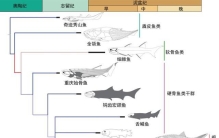 墨西哥海滩皇带鱼是“世界最长硬骨鱼”吗？