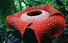 世界花之最，每一个都出乎意料。