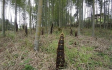 世界上最大的竹笋，一根高达两米，重达100多斤，一家人吃一个月