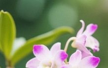 养石斛的温柔心得：慢一点，才是植物最好的生长