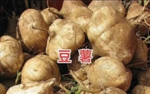 你知道为什么说凉薯是最尴尬的植物？