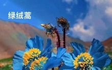 世界十大最美植物排行榜：大自然的“颜值担当”都在这里！