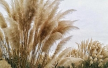 芦苇：本土原生的“百用植物”