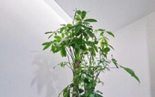 客厅摆对植物，运气越来越好，这5种最适合