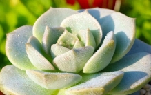 植物徒长别慌张！3步紧急抢救，让你的绿植重回颜值巅峰