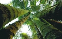 世界上最大的竹子，高度超过10层楼，堪称竹中之王