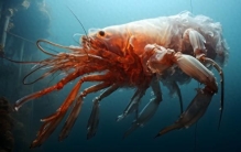 深海奇异生物揭秘