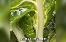 涨知识！植物学者科普全世界最难吃的蔬菜