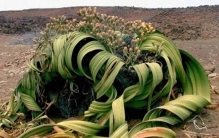 世界十大珍稀植物排行榜：比熊猫还稀有，每一株都是地球独苗