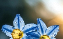 花草无言，却最治愈，剪辑的是花🌿，安放的是情绪