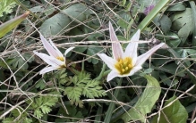 合肥路边这种花是“罕见稀有植物”？专家：分布并不少 但不常见到